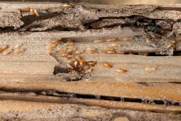 Best Pest Prevention Services  in Childress, TX