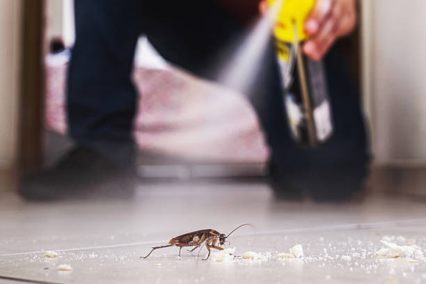 Best Wasp Removal Services  in Childress, TX