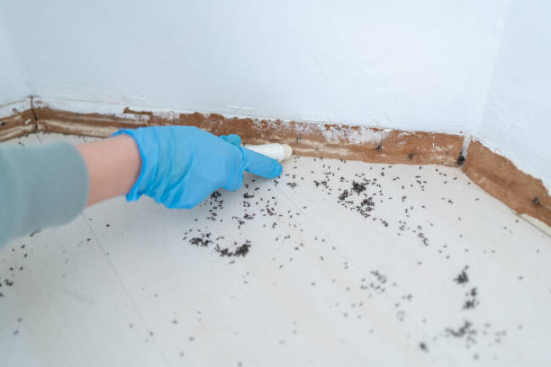 Reliable Childress, TX Pest Control Solutions